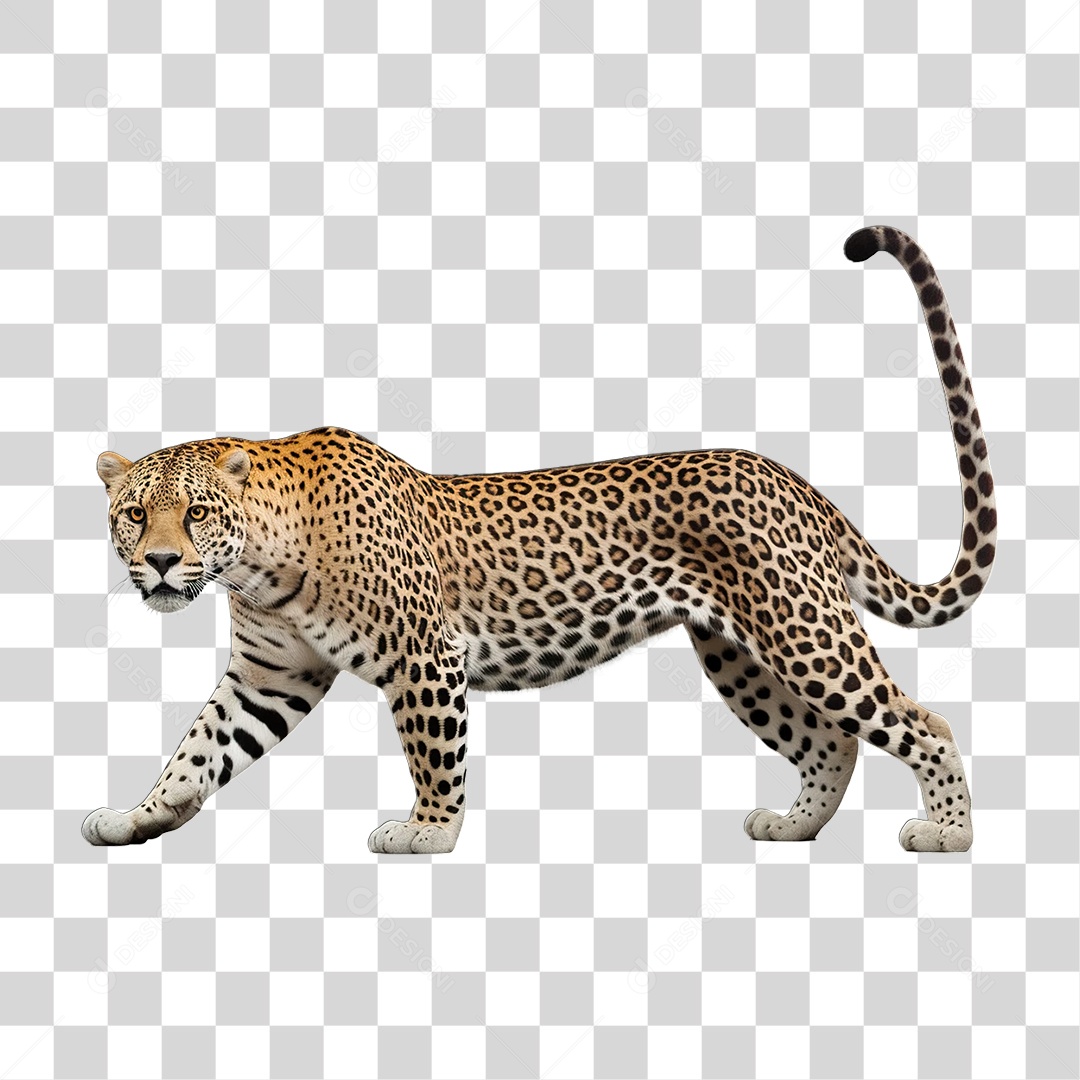 Leopardo Africano Animal PNG Transparente