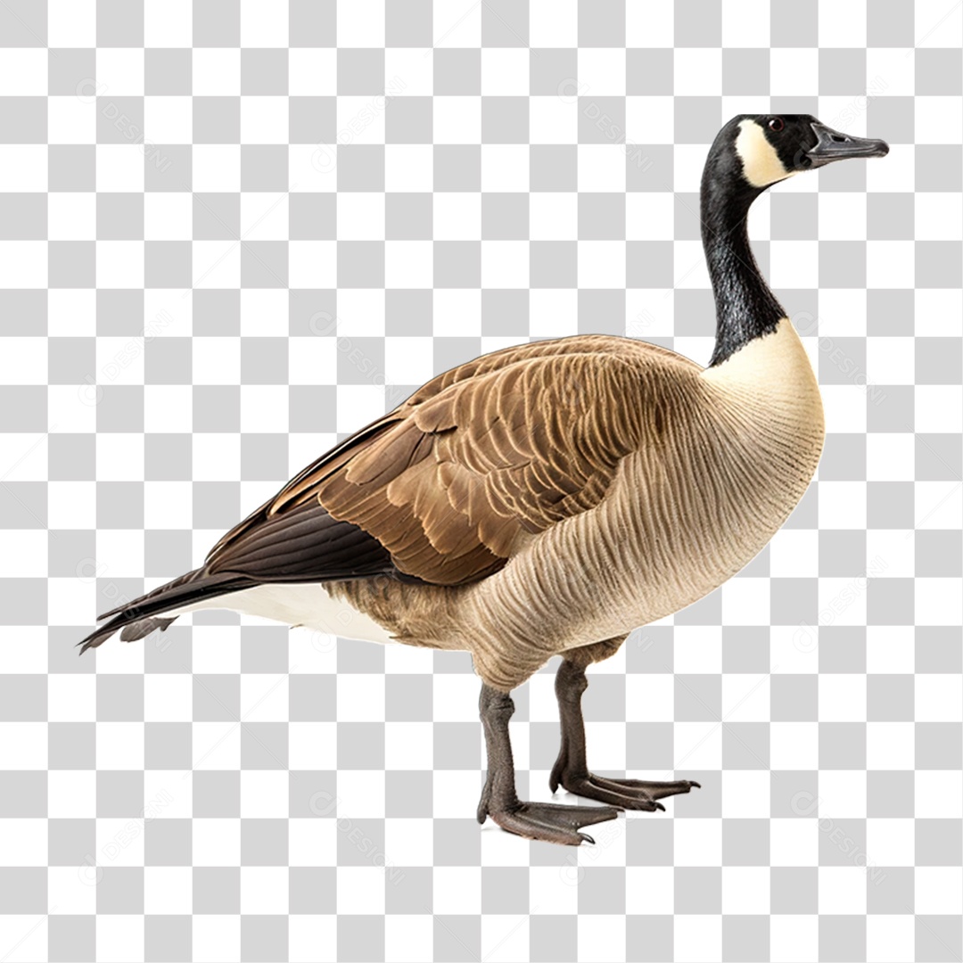 Ganso Ave Criação PNG Transparente
