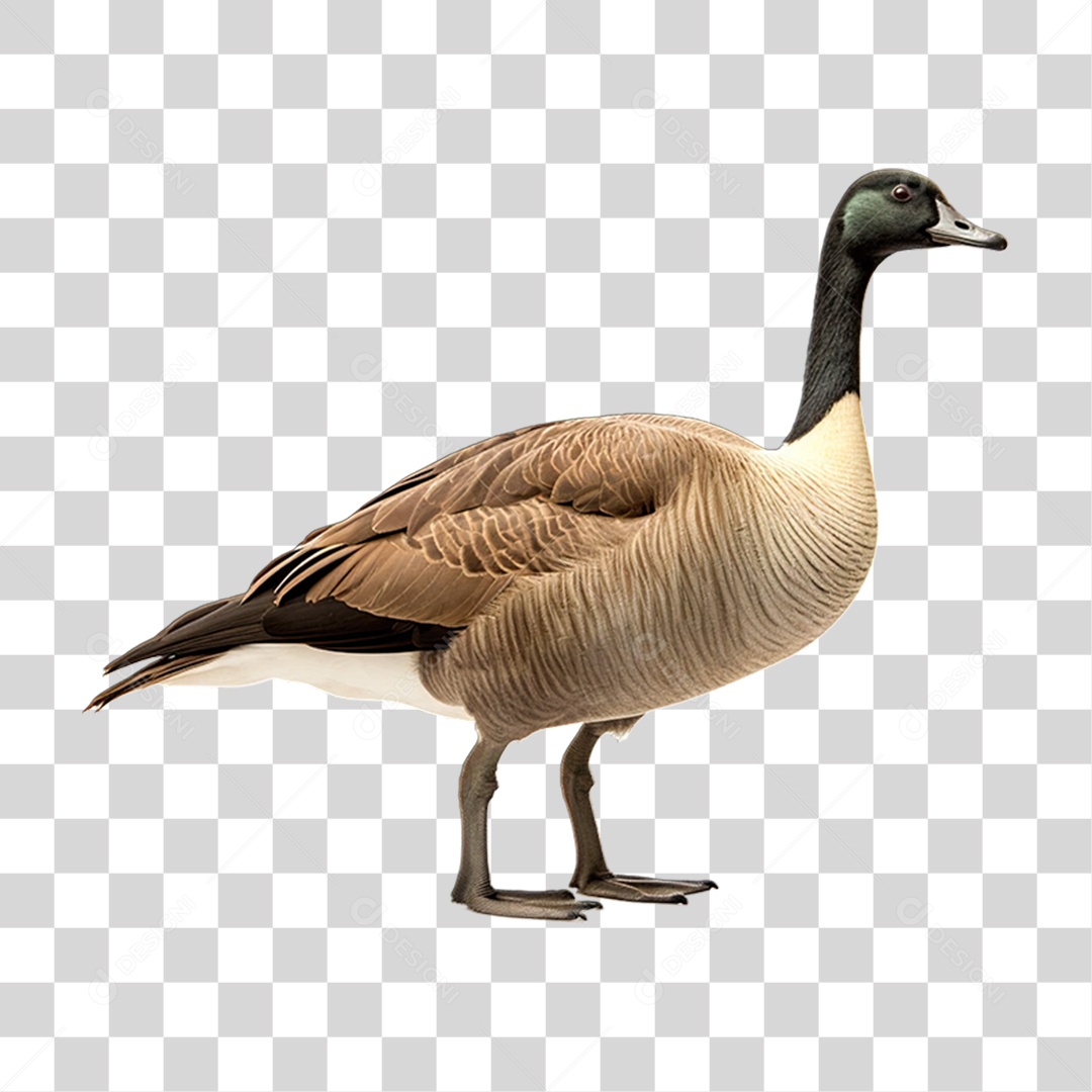 Ganso Ave Criação PNG Transparente