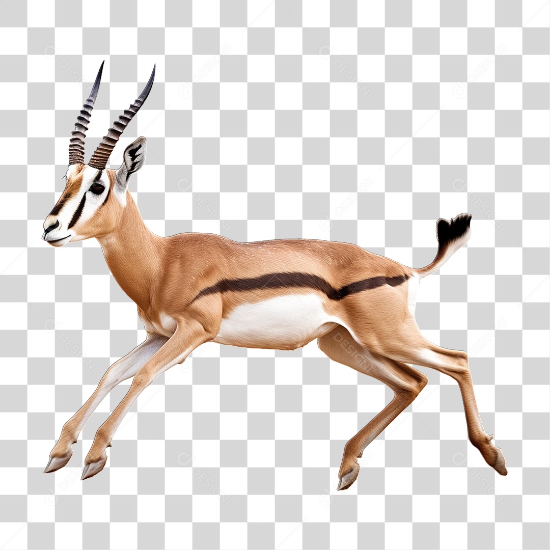 Gazela Animal Silvestre PNG Transparente