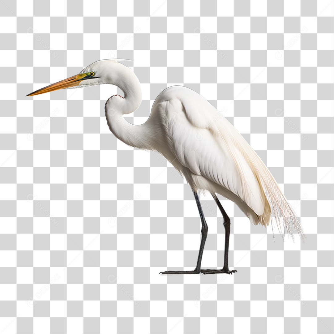 Garça Branca Aves PNG Transparente