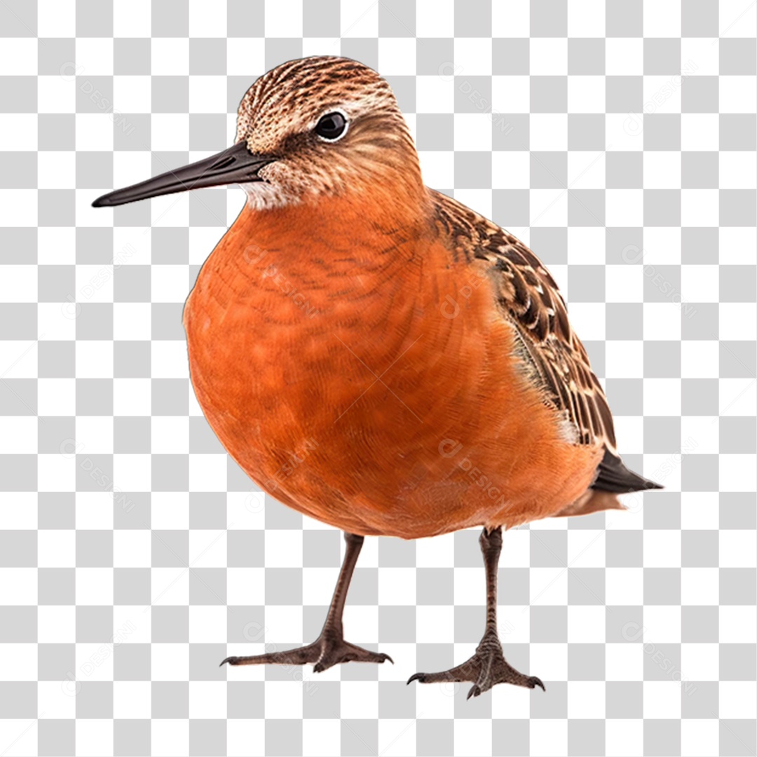 Ave Seixoeira Alaranjado PNG Transparente
