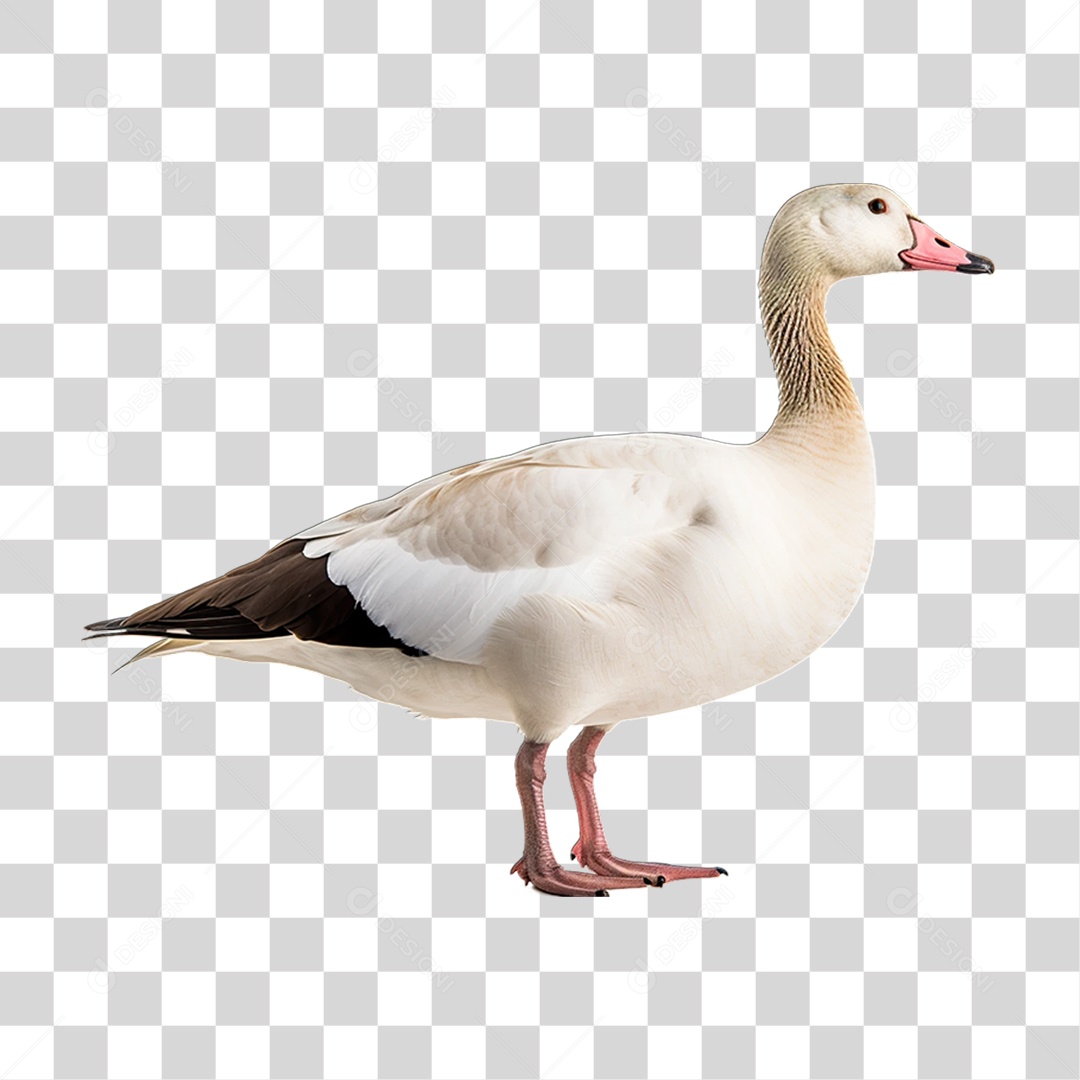 Ave Ganso Domestico PNG Transparente