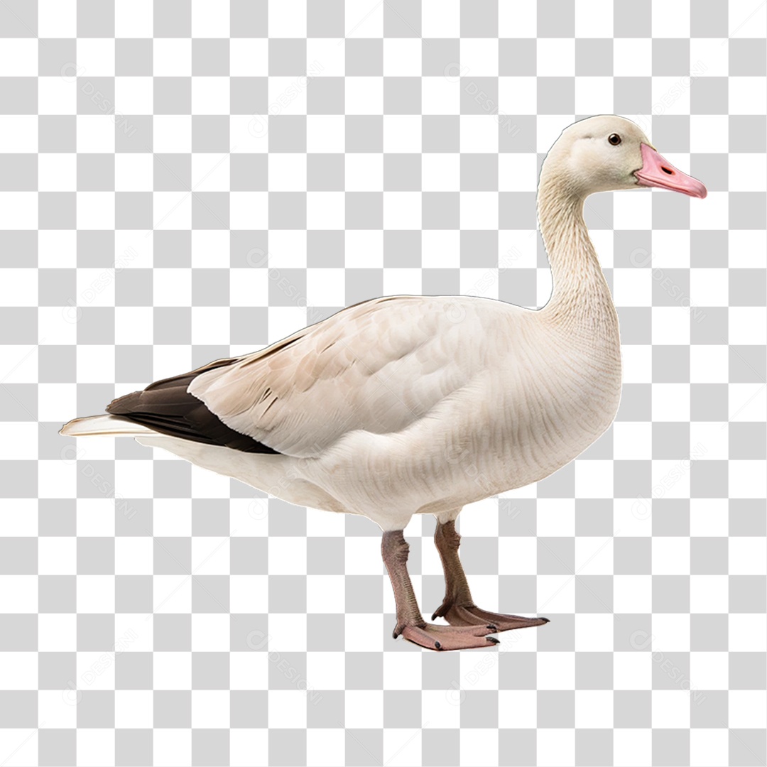 Ave Ganso Domestico PNG Transparente