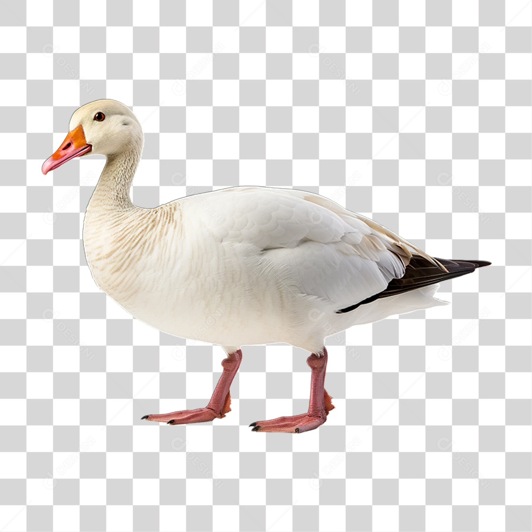Ave Ganso Domestico PNG Transparente