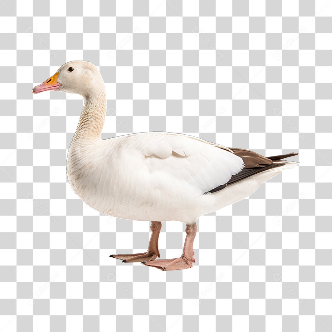 Ave Ganso Domestico PNG Transparente