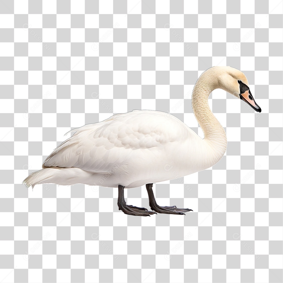 Ave Cisne Branco PNG Transparente