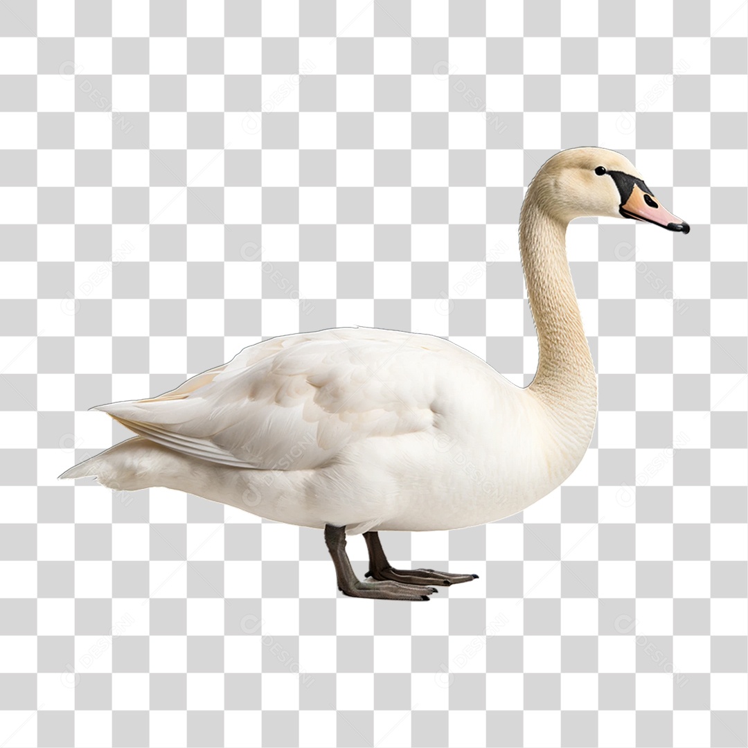 Ave Cisne Branco PNG Transparente
