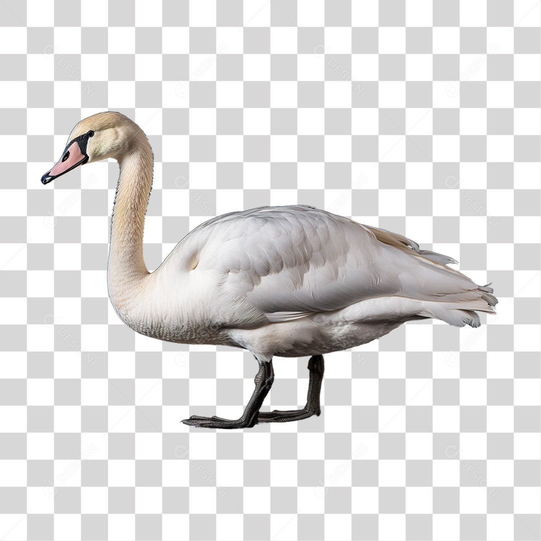 Ave Cisne Branco PNG Transparente