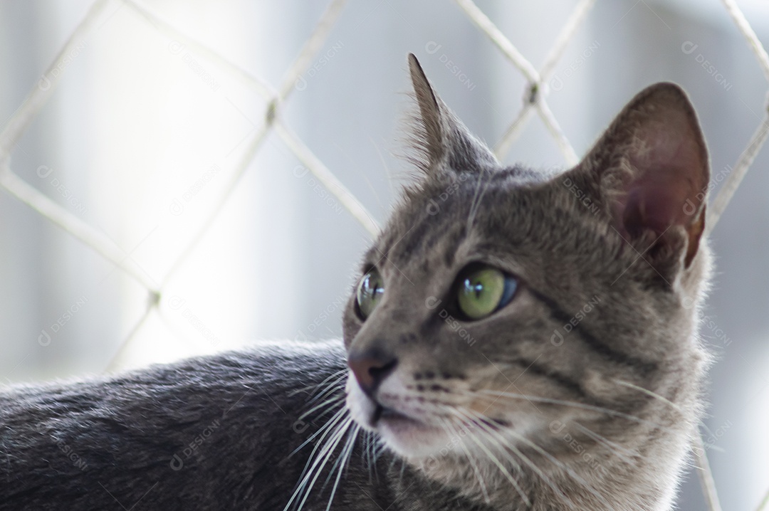 Gato doméstico brincando no quintal da casa, luz natural.