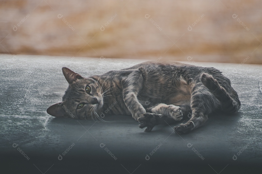 Gato doméstico brincando no quintal da casa, luz natural.