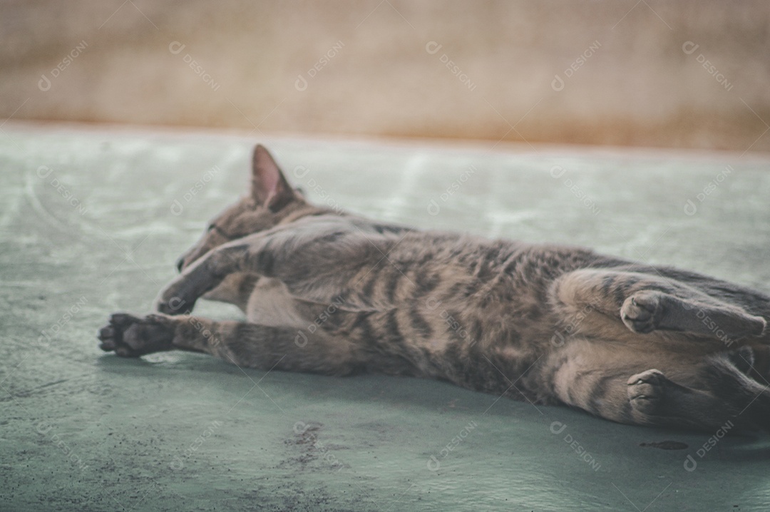 Gato doméstico brincando no quintal da casa, luz natural.