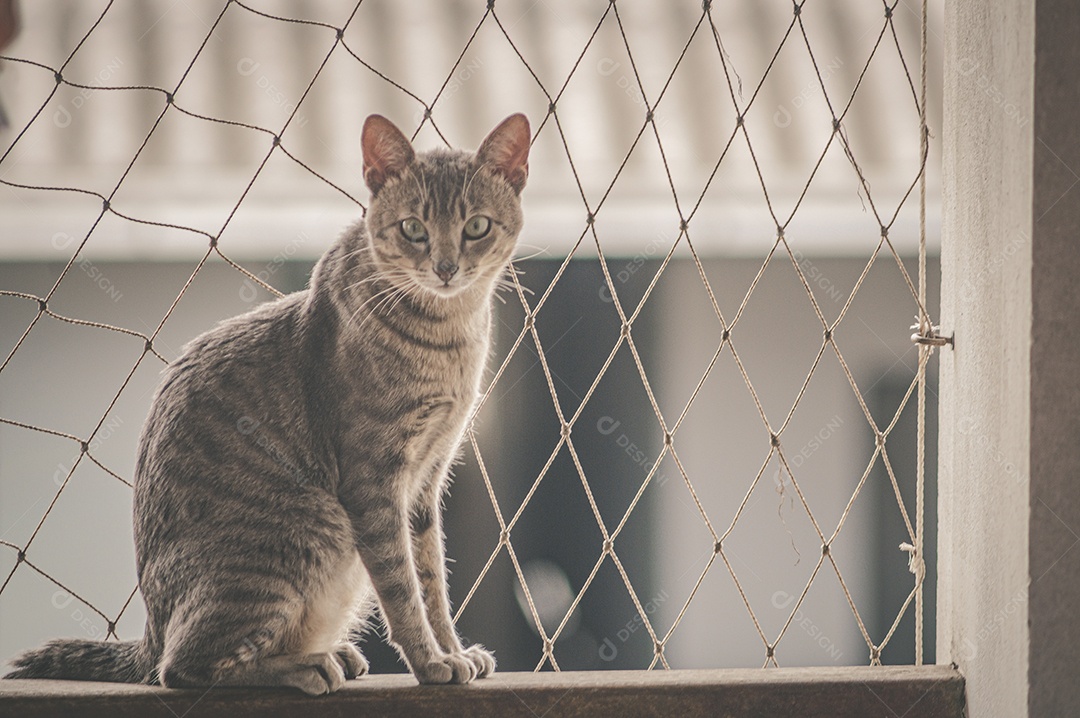 Gato doméstico brincando no quintal da casa, luz natural.