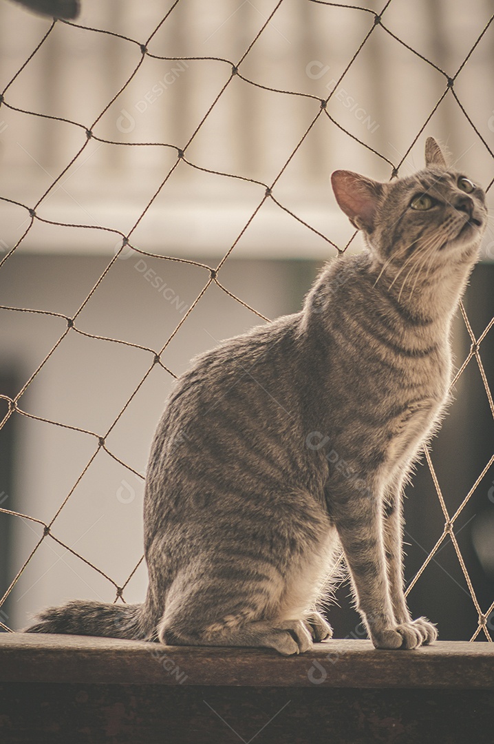 Gato doméstico brincando no quintal da casa, luz natural.