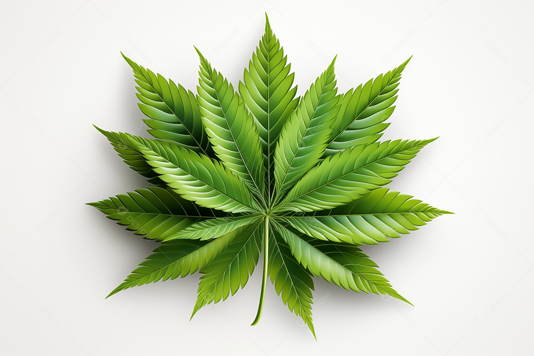 Cannabis deixa planta visão realista no jardim