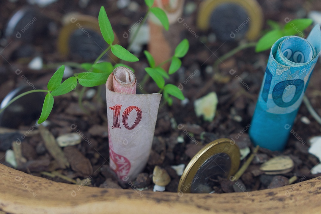 Dinheiro brasileiro enterrado em vaso com mudas.