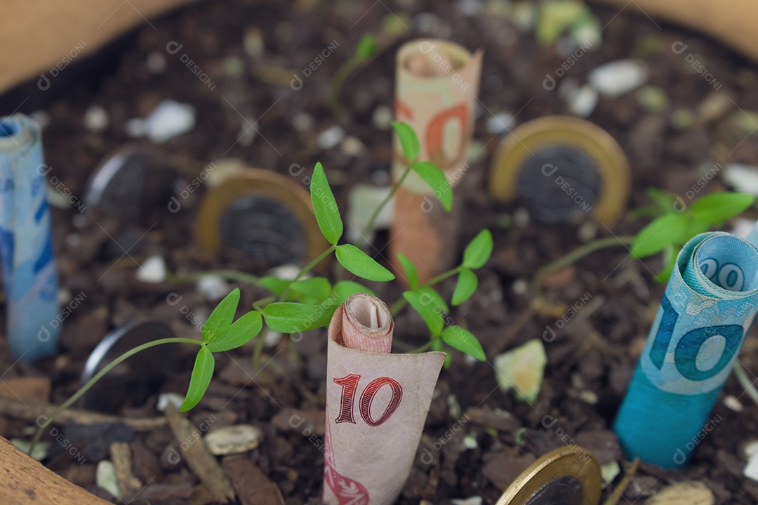 Dinheiro brasileiro enterrado em vaso com mudas.