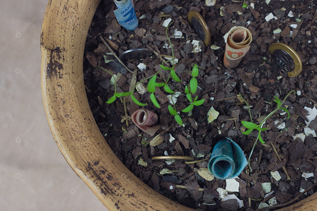 Dinheiro brasileiro enterrado em vaso sobre mudas