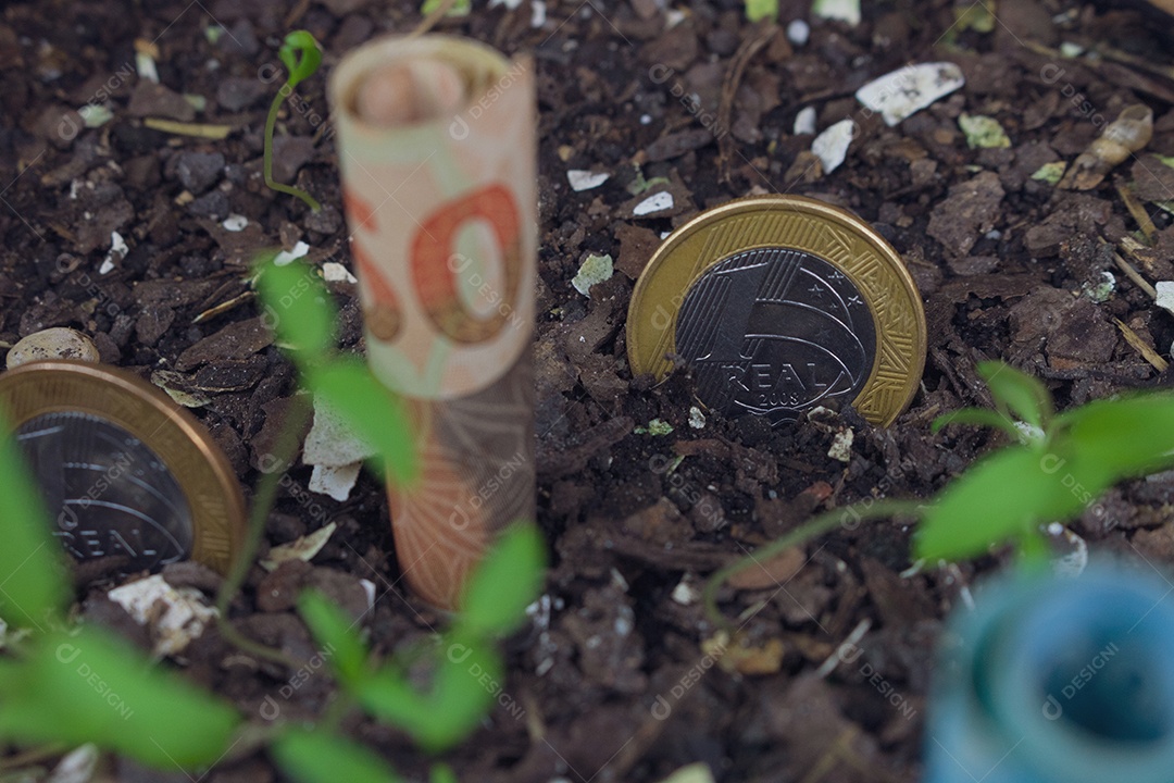 Dinheiro brasileiro enterrado em vaso sobre mudas
