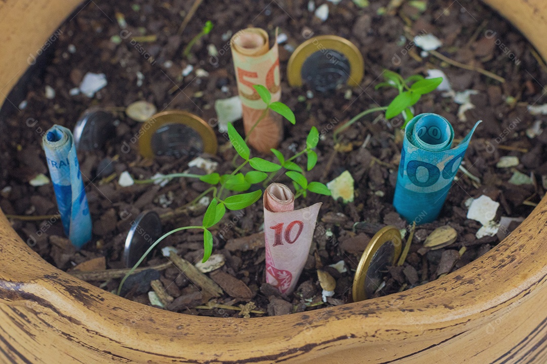 Dinheiro brasileiro enterrado em vaso sobre mudas