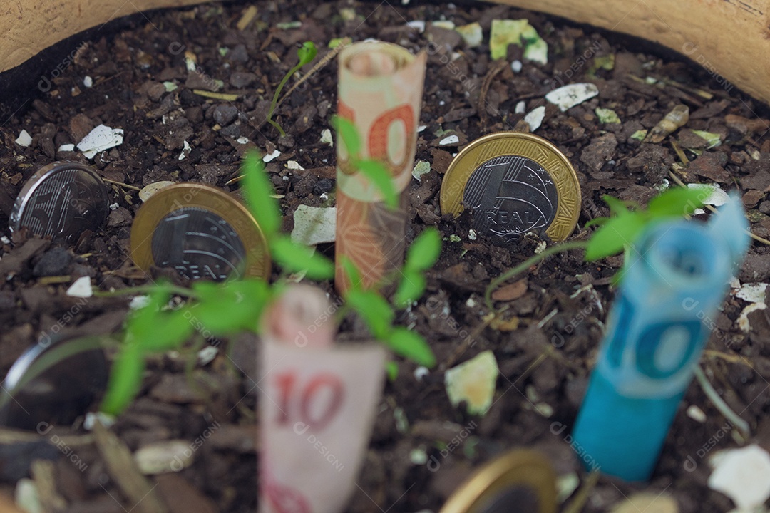 Dinheiro brasileiro enterrado em vaso sobre mudas