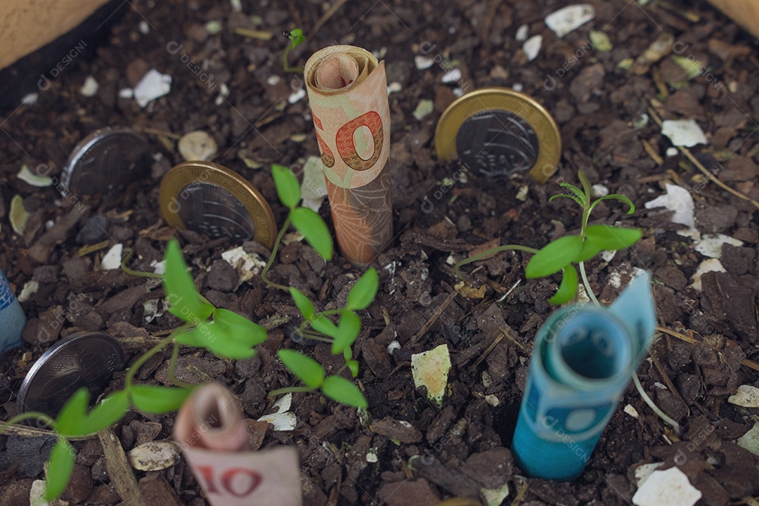 Dinheiro brasileiro enterrado em vaso sobre mudas