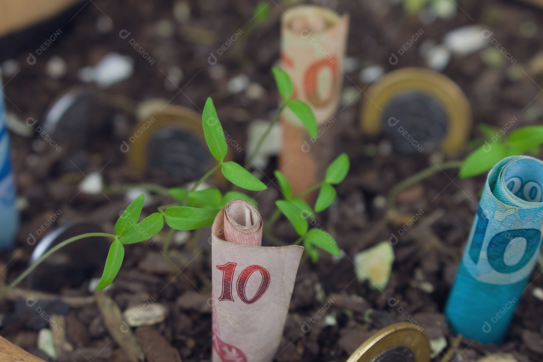 Dinheiro brasileiro enterrado em vaso sobre mudas