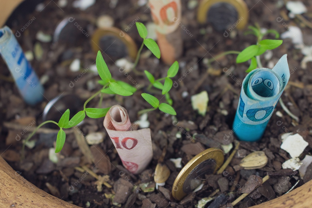 Dinheiro brasileiro enterrado em vaso sobre mudas