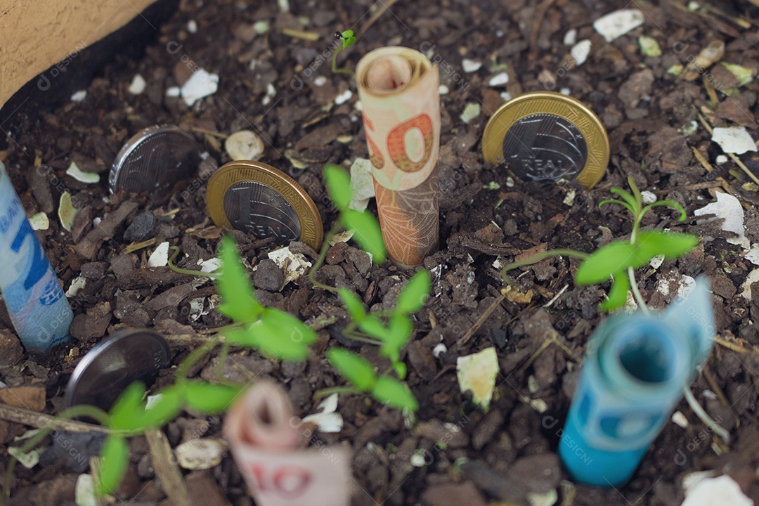 Dinheiro brasileiro enterrado em vaso sobre mudas