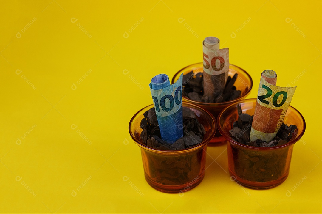 Dinheiro brasileiro plantado em vaso ou vaso sobre fundo amarelo