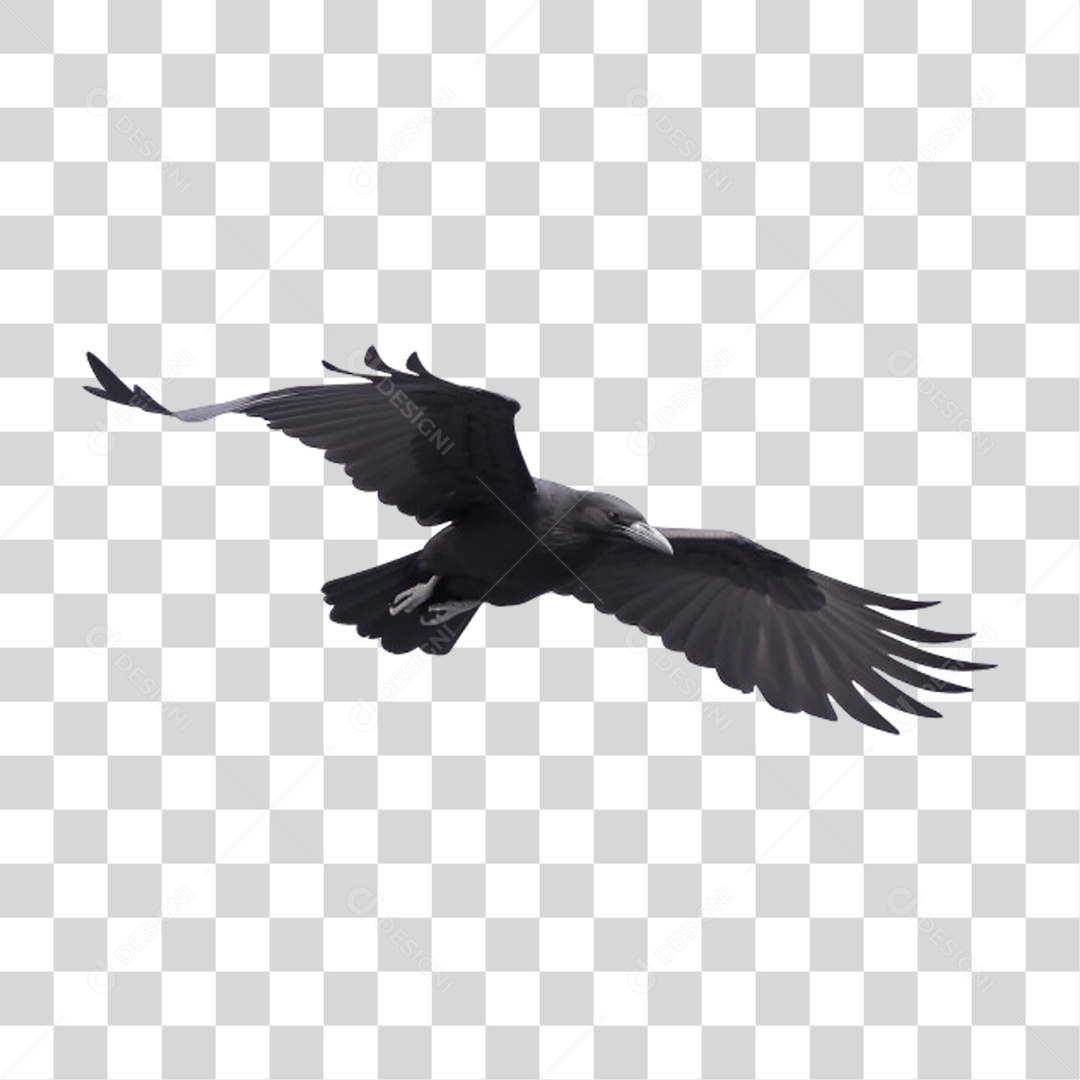 Corvo Pássaro Preto PNG Transparente
