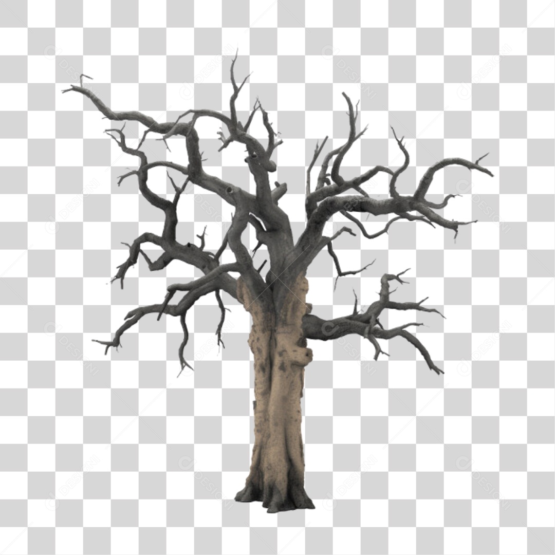 Árvore Velha Sem Folhas PNG Transparente