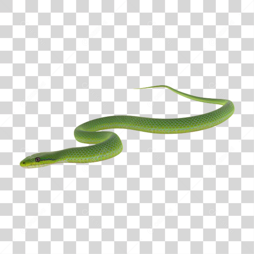 Serpente Cobra Verde PNG Transparente