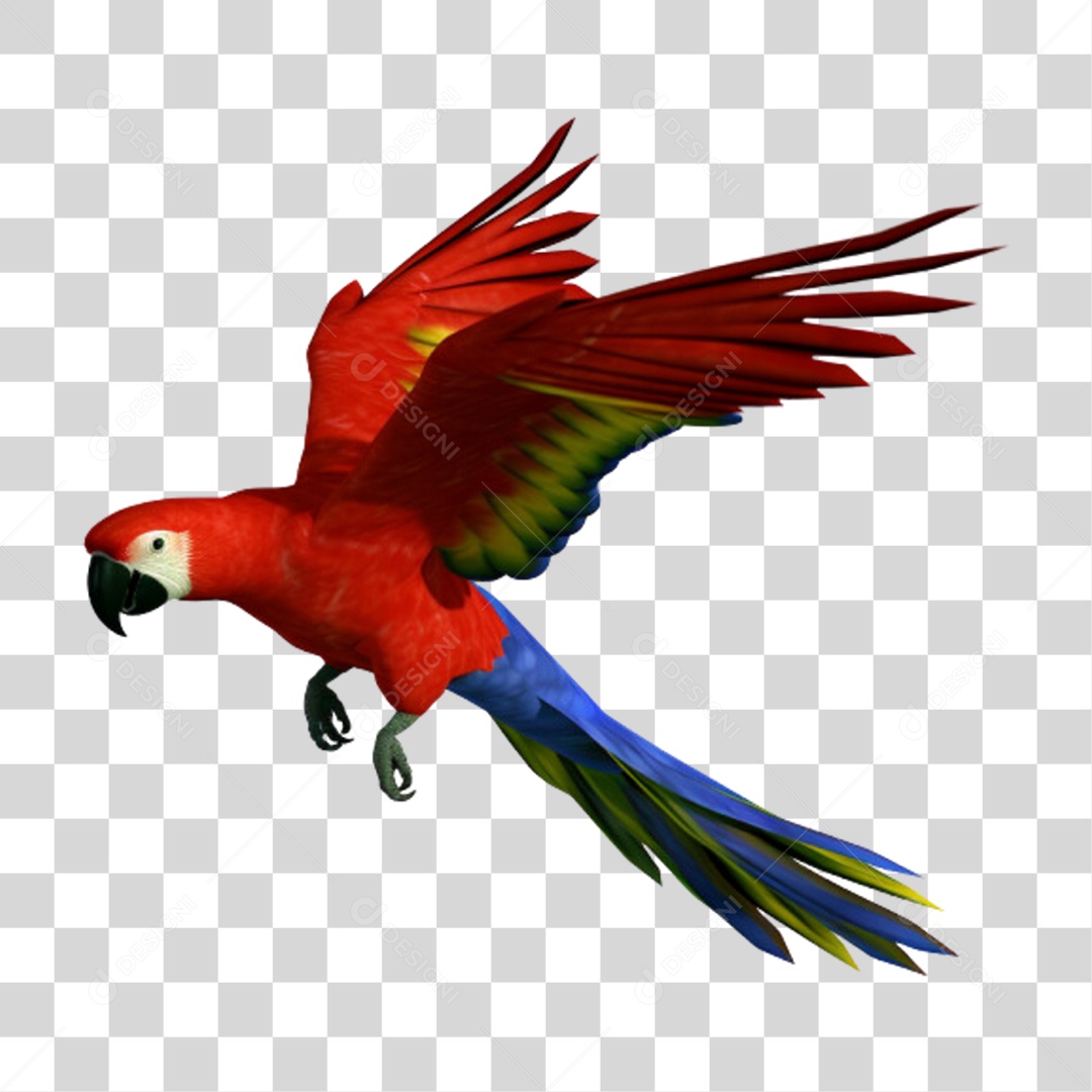 Arara Colorida Ave Silvestre PNG Transparente