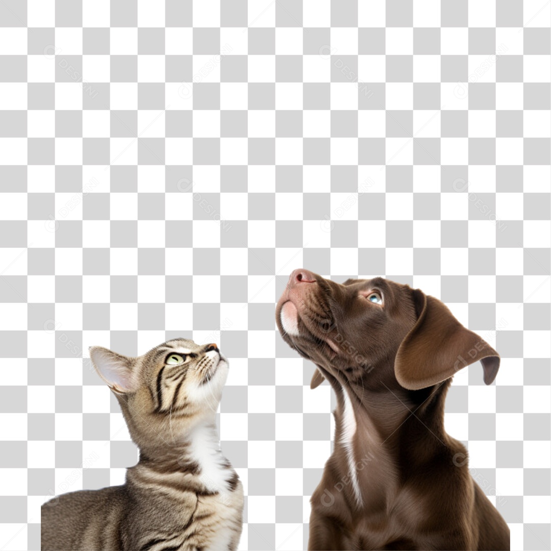 Pets Animal de Estimação Cão e Gato PNG Transparente