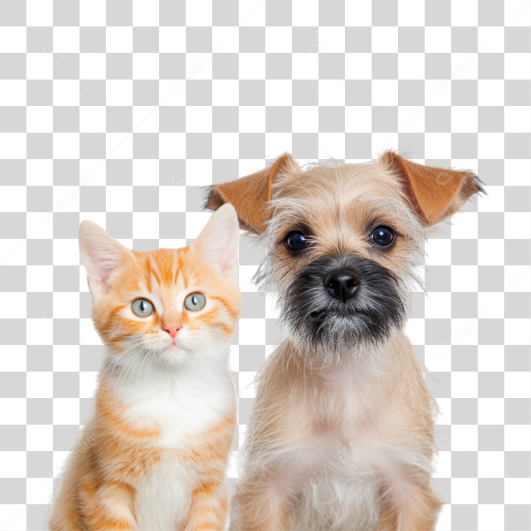 Pets Animal de Estimação Cão e Gato PNG Transparente