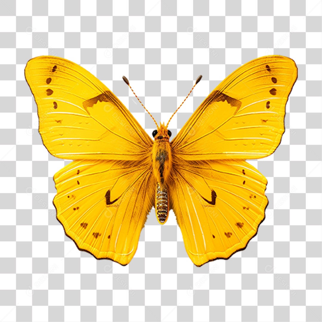 Borboletas Inseto Cores PNG Transparente