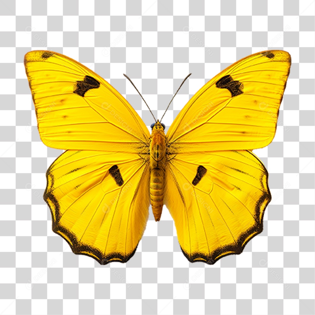 Borboletas Inseto Cores PNG Transparente