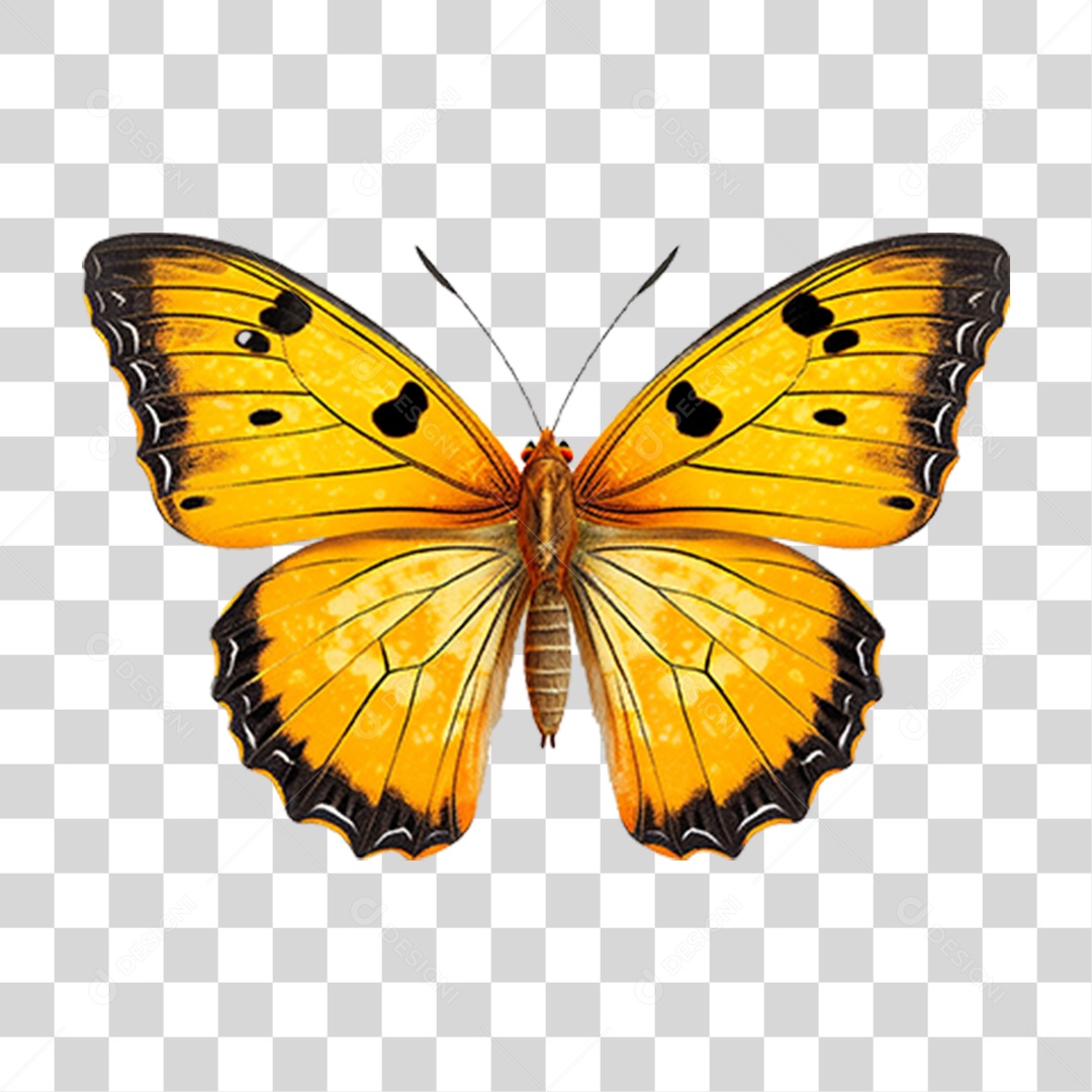 Borboletas Inseto Cores PNG Transparente