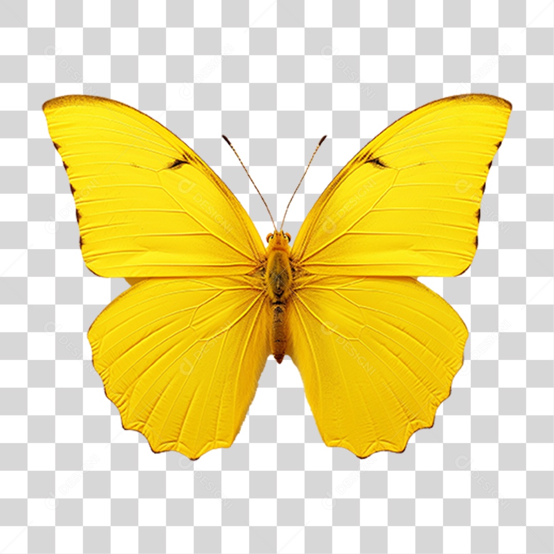 Borboletas Inseto Cores PNG Transparente