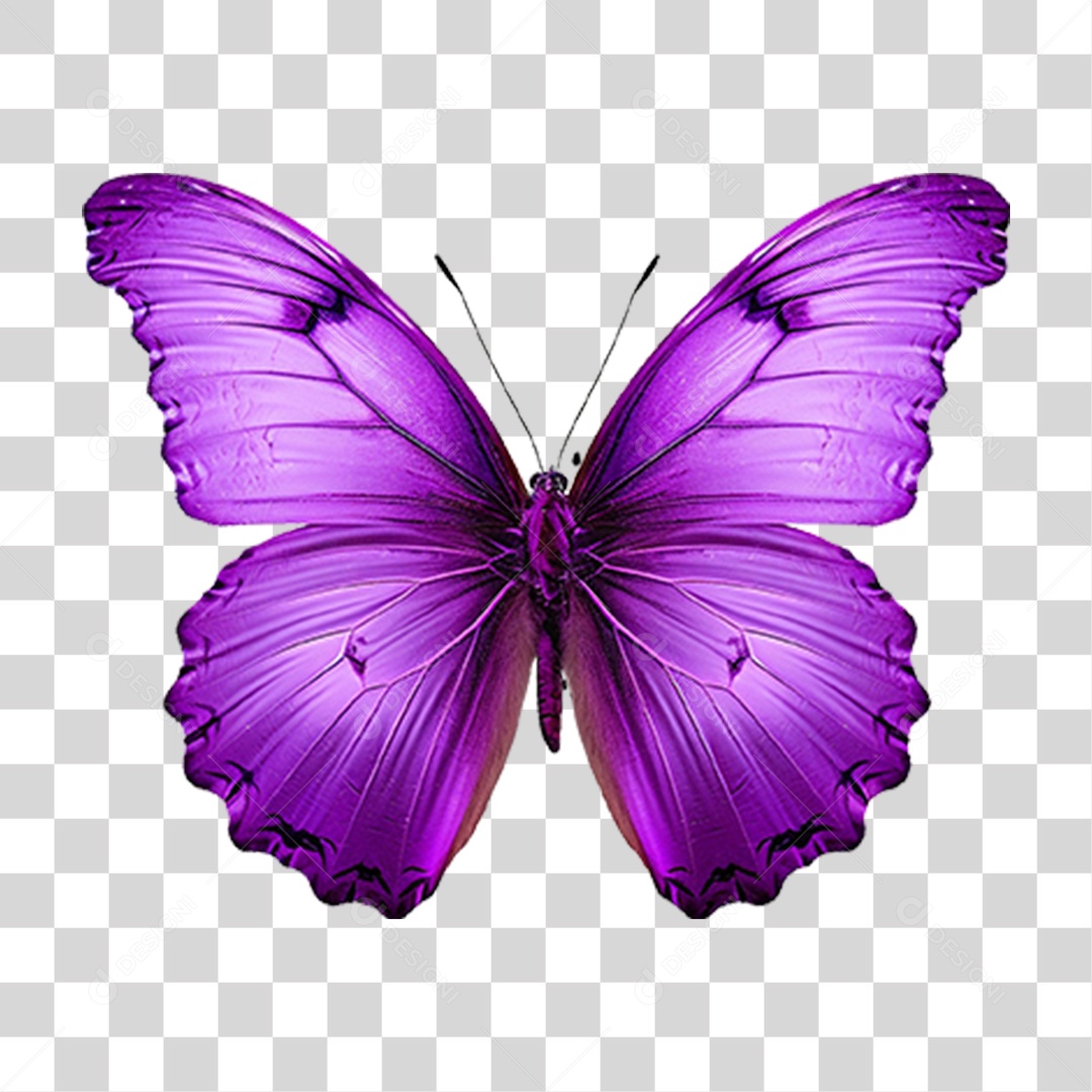 Borboletas Inseto Cores PNG Transparente