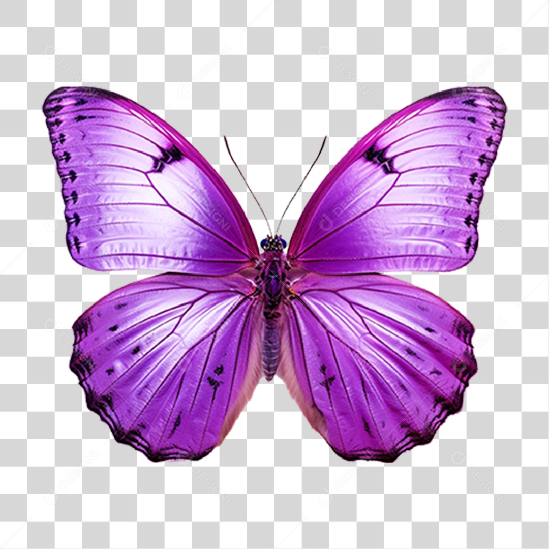 Borboletas Inseto Cores PNG Transparente