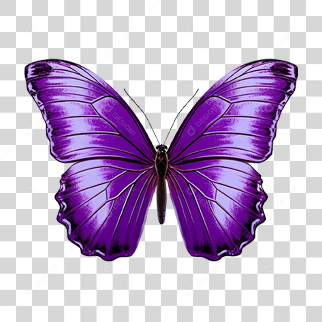 Borboletas Inseto Cores PNG Transparente