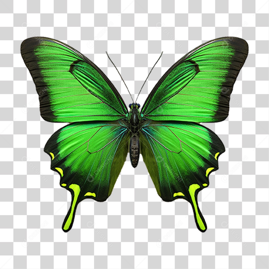 Borboletas Inseto Cores PNG Transparente