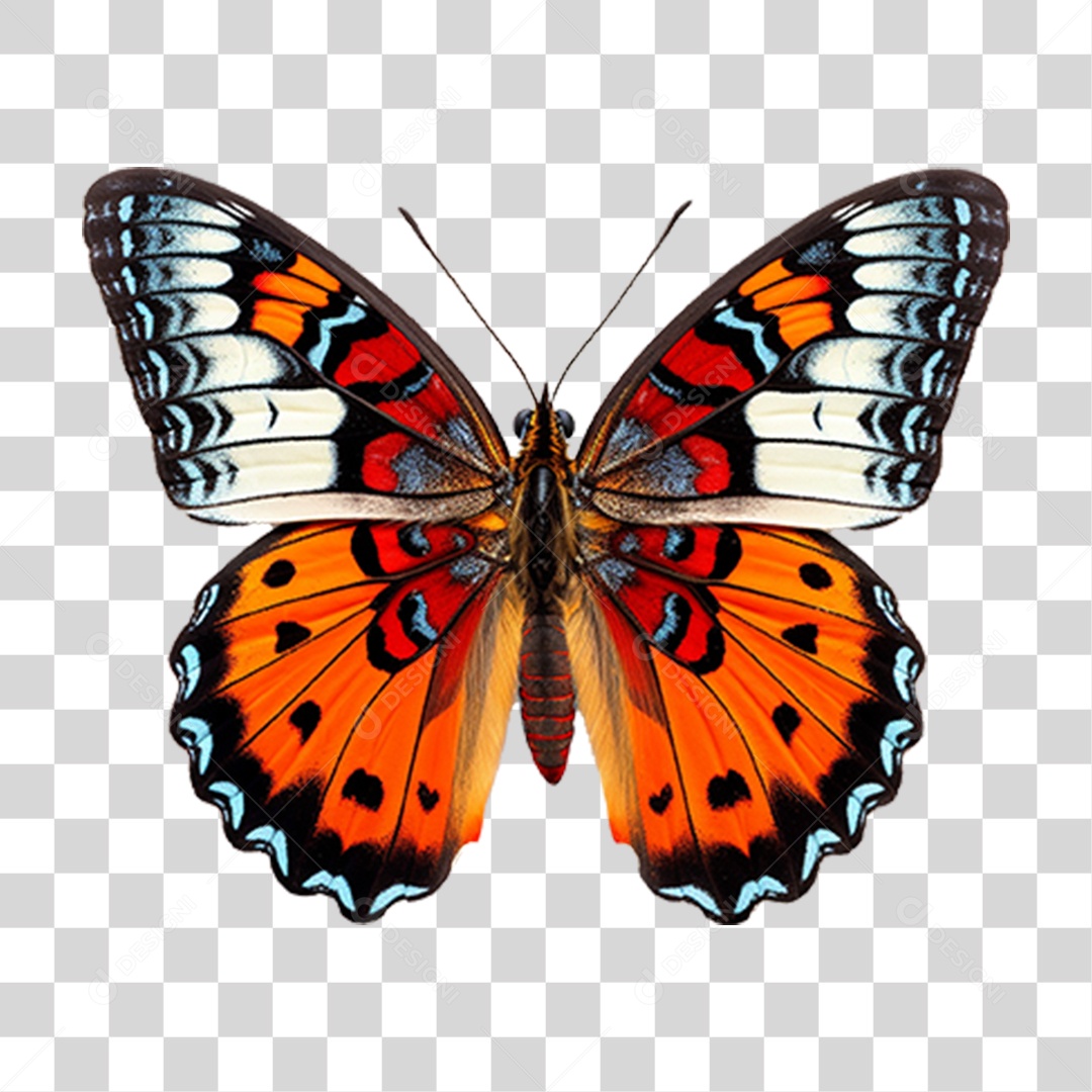 Borboletas Inseto Cores PNG Transparente