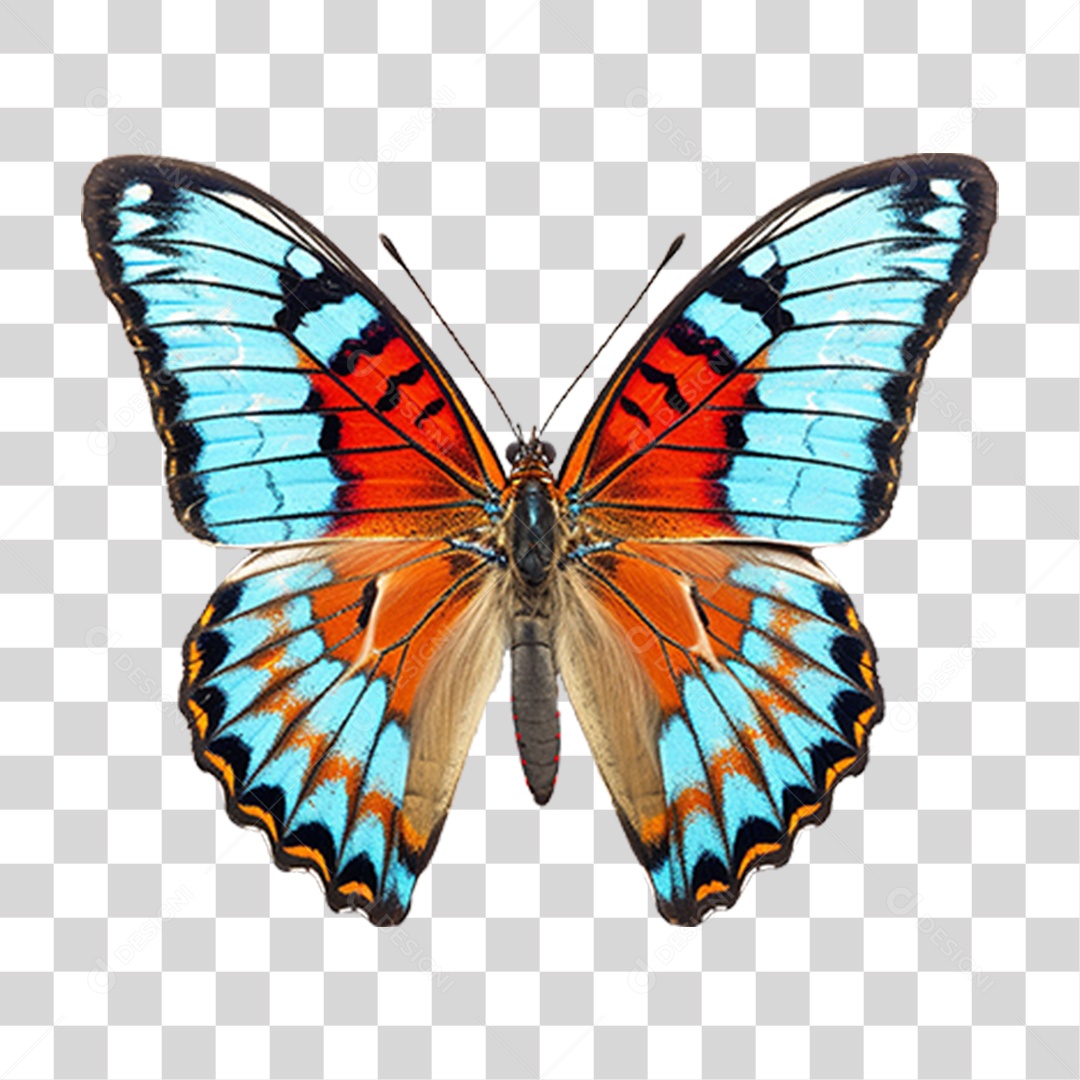 Borboletas Inseto Cores PNG Transparente