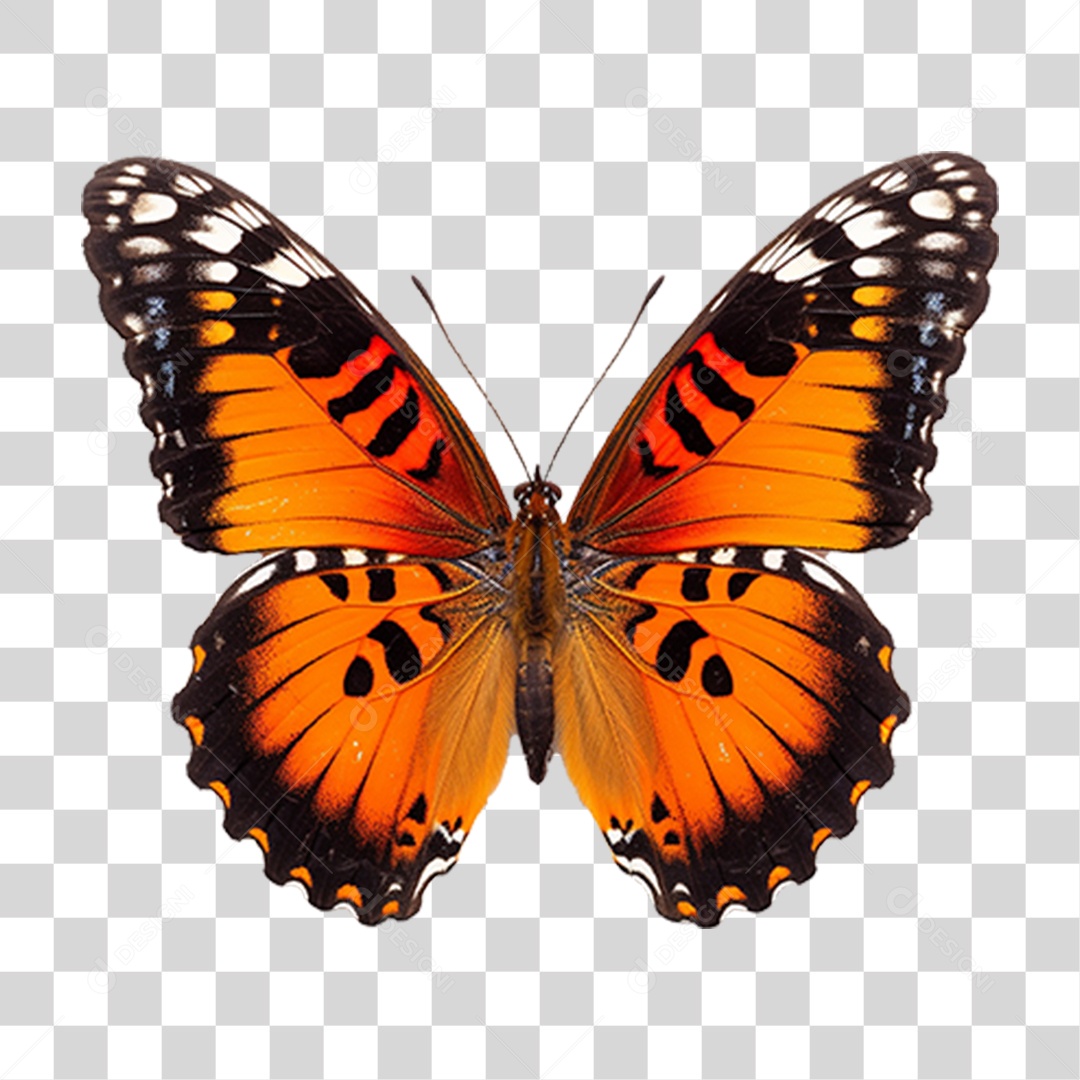 Borboletas Inseto Cores PNG Transparente