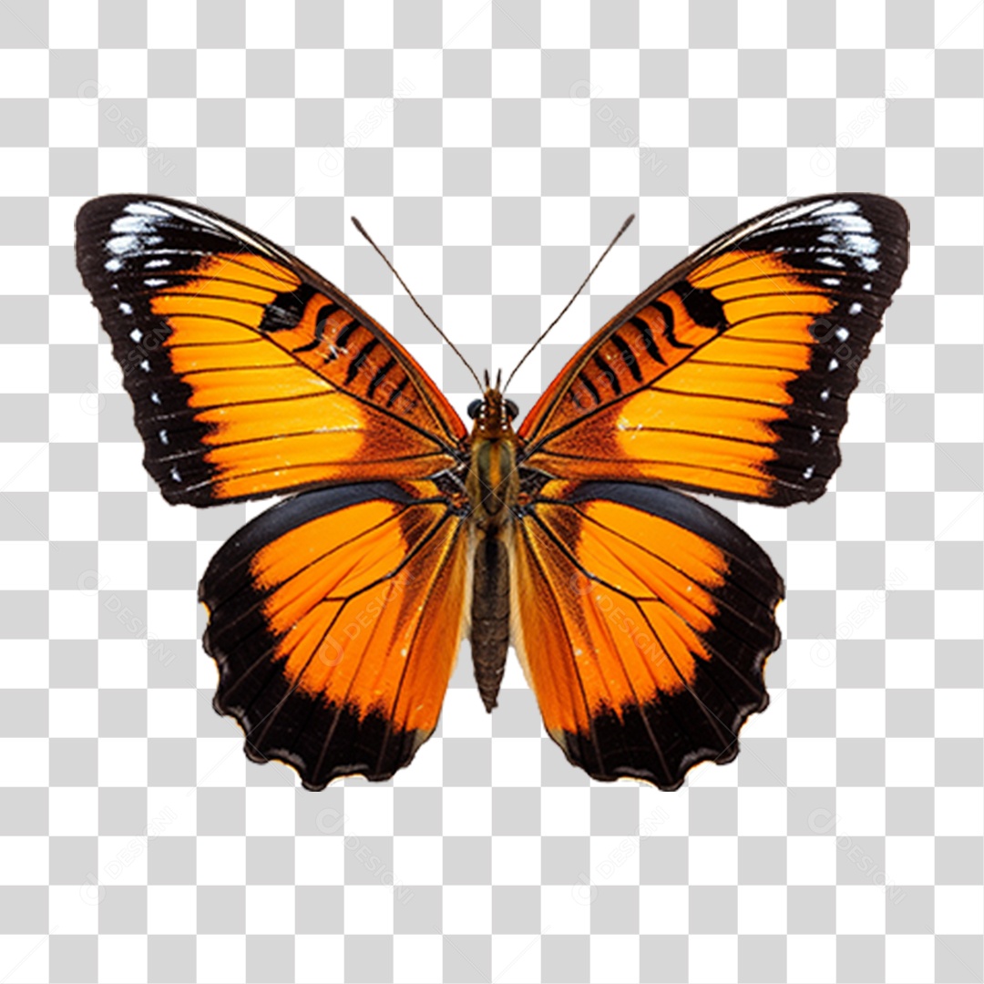 Borboletas Inseto Cores PNG Transparente