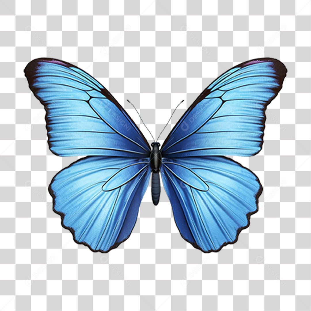 Borboletas Inseto Cores PNG Transparente