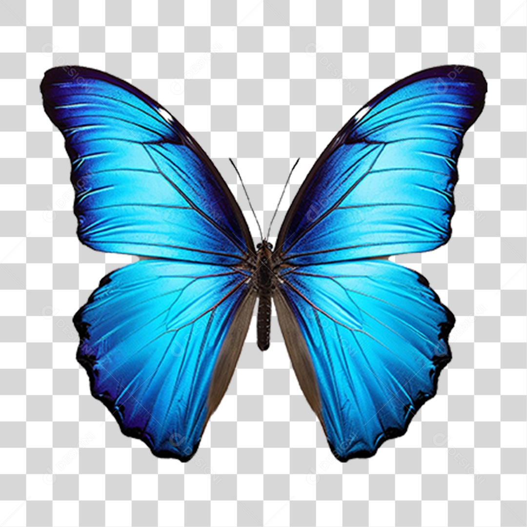 Borboletas Inseto Cores PNG Transparente